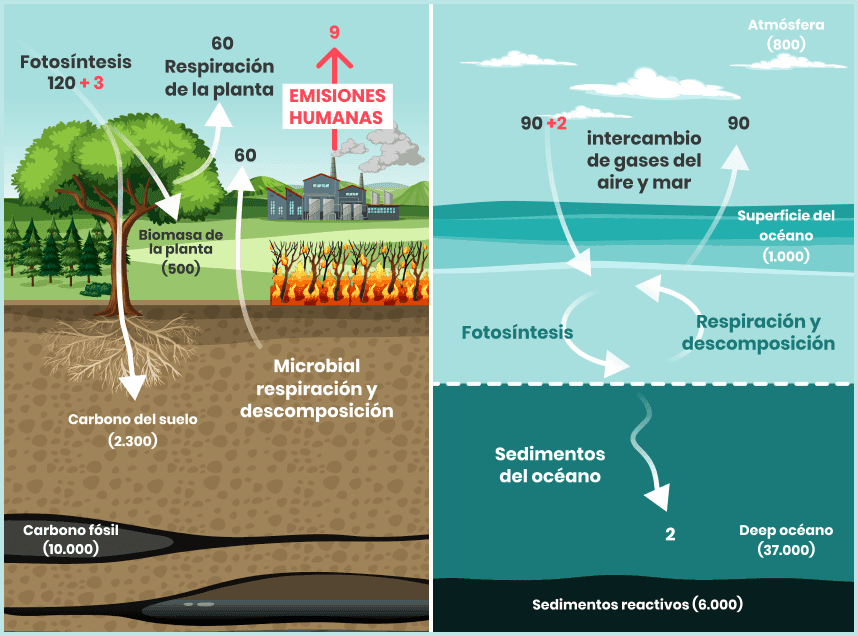 ciclo_carbono_infografía.png